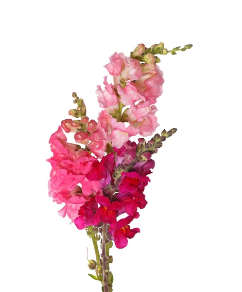 Stems of pink, red and purple shapdragon flowers isolated on whi — Stock Photo, Image