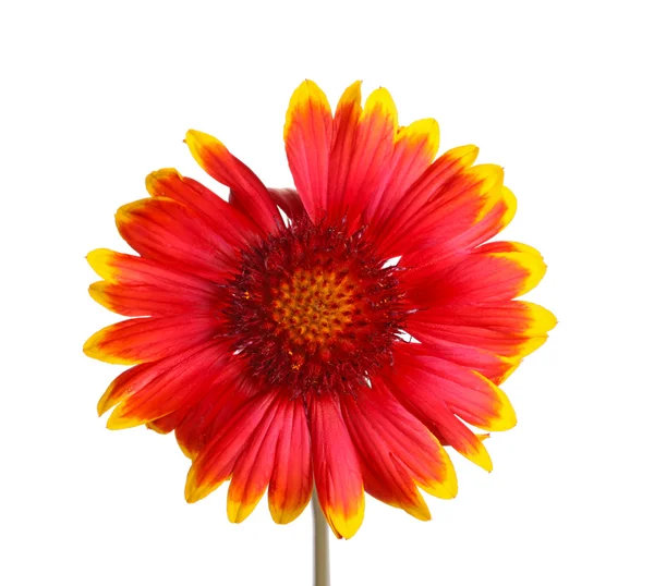 Red and yellow flower of a Gaillardia on white — Stock Photo, Image