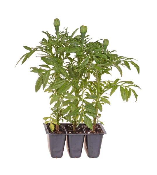 Three marigold seedlings ready for transplanting — Stock Photo, Image