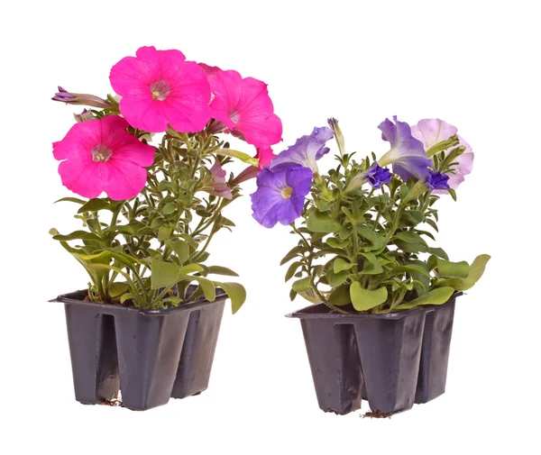 Dos paquetes de plántulas de petunia de flores rosadas y azules listas para — Foto de Stock