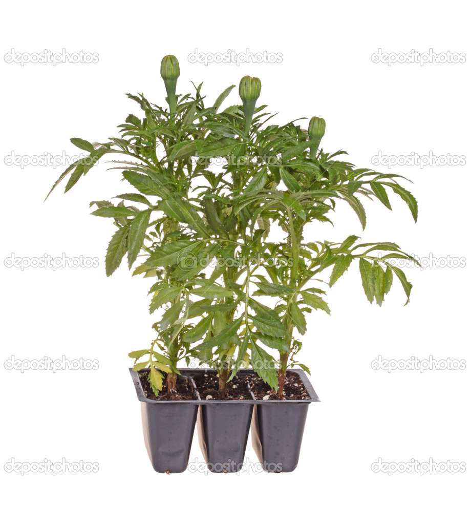 Three marigold seedlings ready for transplanting
