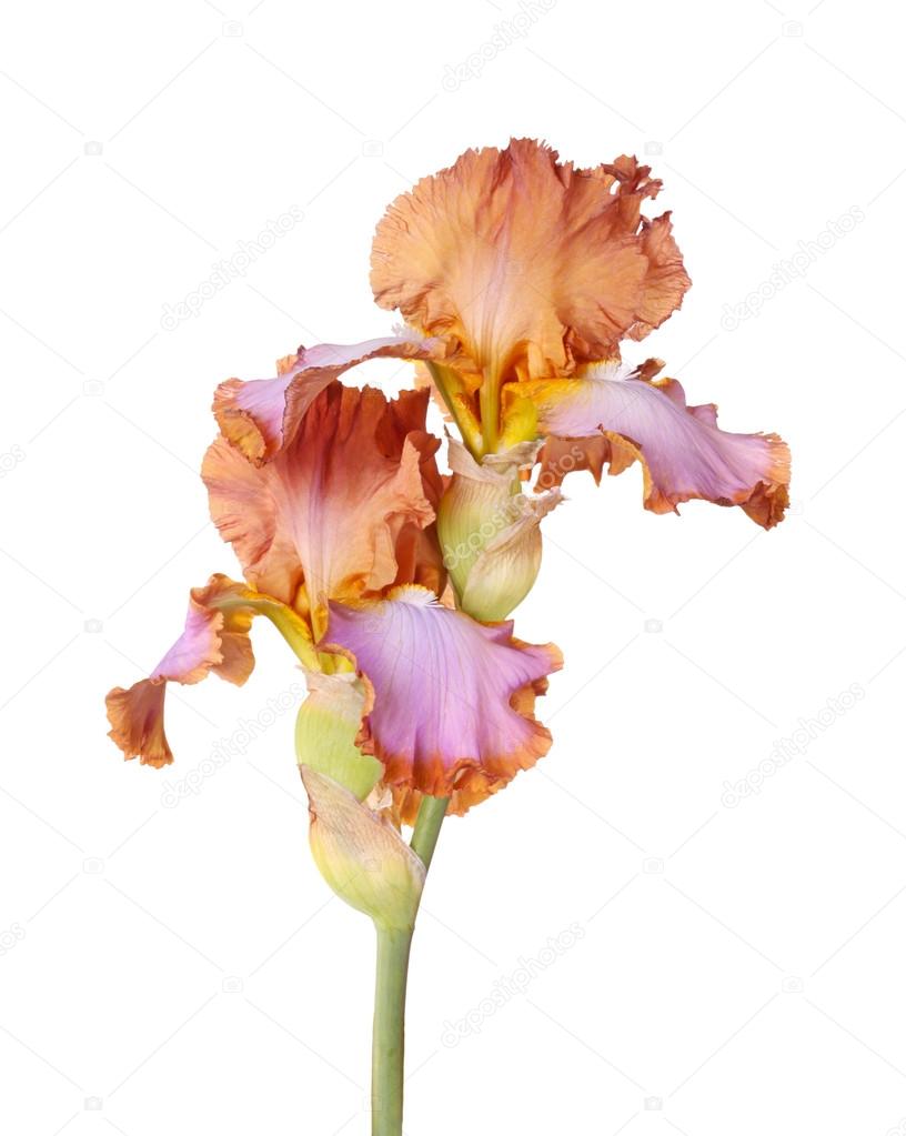 Stem with two multicolored iris flowers isolated Stock Photo by ...