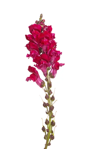 Haste única de flores shapdragon vermelho isolado em branco — Fotografia de Stock