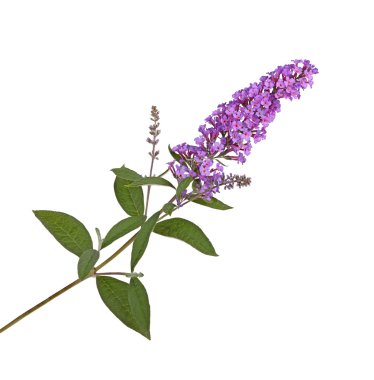 Spray of purple flowers from a butterfly bush against white clipart