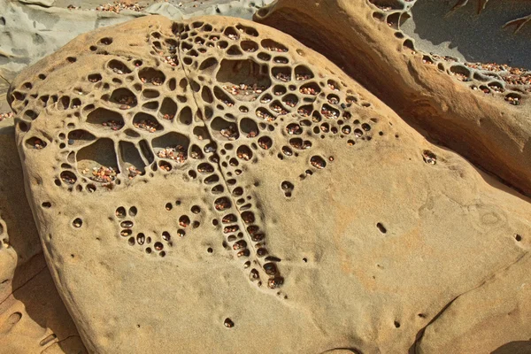 Pebble beach tafoni formations at Bean Hollow State Beach in Cal — Stock Photo, Image