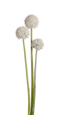 Üç çiçek başları üzerinde beyaz soğan (Allium cepa)