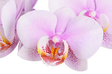 bir benekli phalaenopsis orkide melez çiçekler