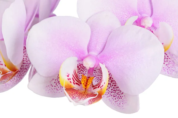 Flores de un híbrido de orquídea Phalaenopsis manchado —  Fotos de Stock