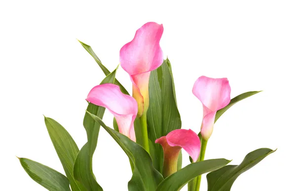 Calla Lilien und Blätter isoliert auf weiß — Stockfoto