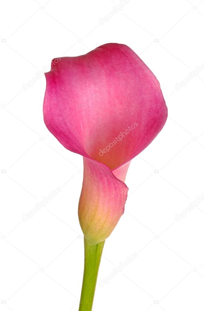 Single flower of a pink calla lily