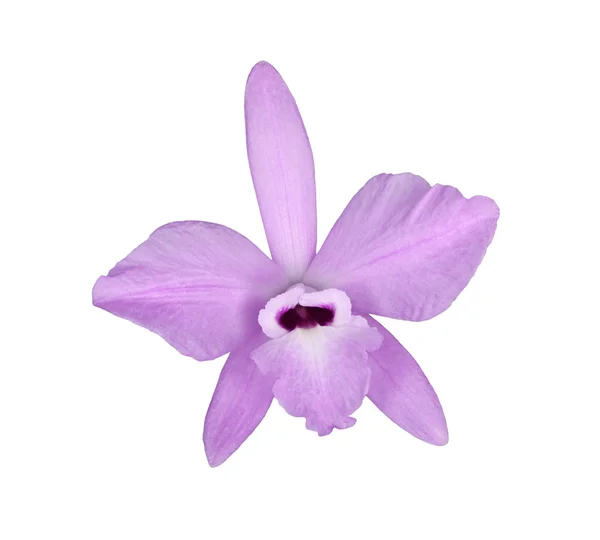 Fleur de Laelia rubescens isolée sur blanc — Photo