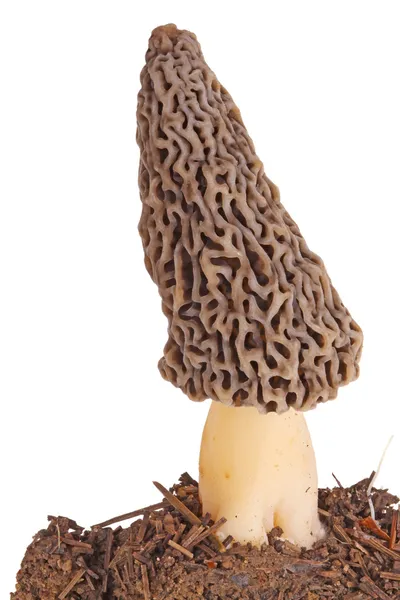 Cogumelo morel cinzento e substrato isolado em branco — Fotografia de Stock