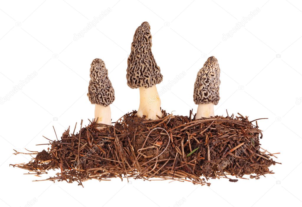 Three gray morel mushrooms and substrate isolated on white