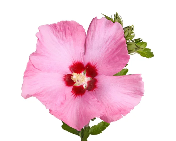 Flower and buds of Rose of Sharon on white — Stock Photo, Image