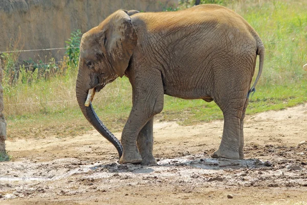 Afrikanischer Elefant im Zoo von Indianapolis — Stockfoto