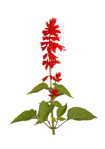 Flowering stem of bright red salvia — Stock Photo, Image