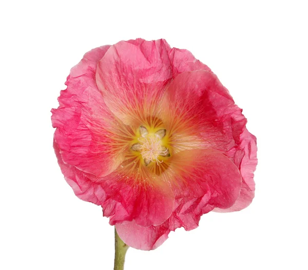 Isolated pink flower of a hollyhock — Stock Photo, Image