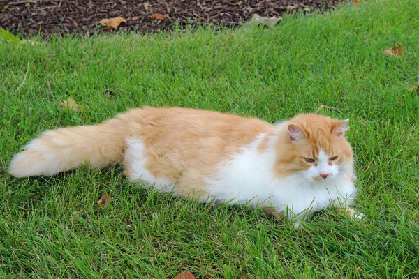 Orange-weiße Hauskatze im Gras — Stockfoto