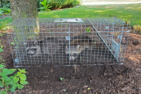 Dos mapaches (Procyon lotor) atrapados en una trampa viva —  Fotos de Stock