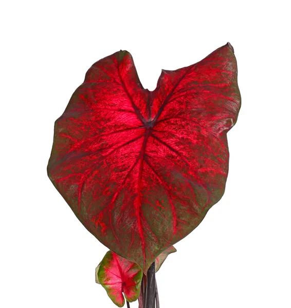 Red and greeen leaves of a caladium plant isolated on white — Stock Photo, Image