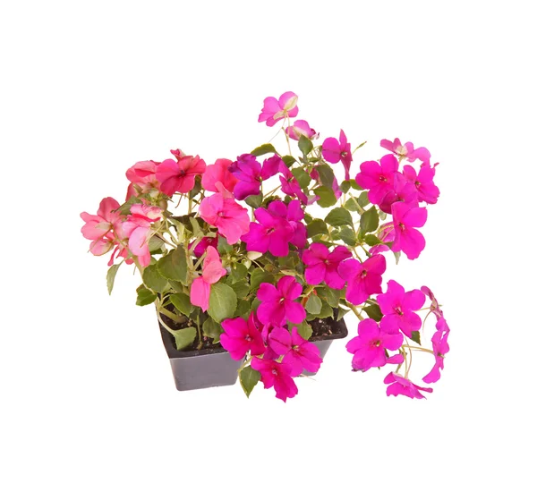 Pack of pink and purple impatiens seedlings ready for transplant — Stock Photo, Image