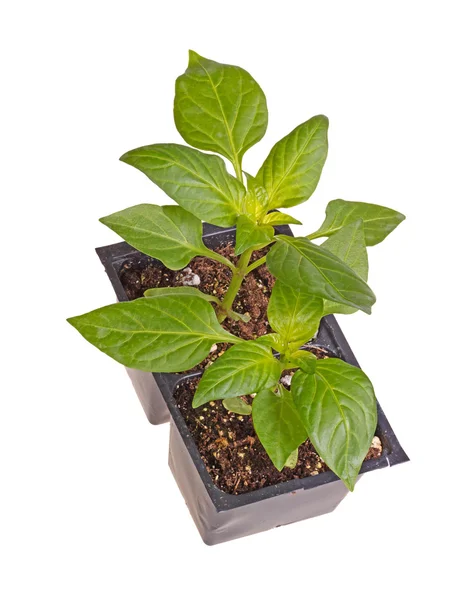 Twee zaailingen van zoete paprika planten — Stockfoto