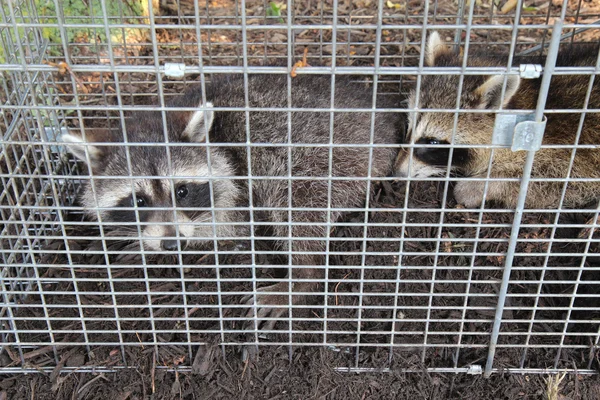 Dois guaxinins (lotor Procyon) capturados em uma armadilha ao vivo — Fotografia de Stock