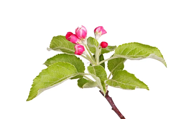 Apple buds and leaves isolated against white — Stock Photo, Image