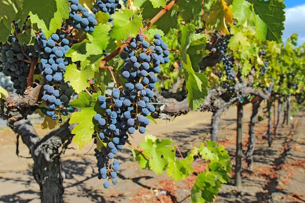 Trauben an der Weinrebe im Napa-Tal in Kalifornien — Stockfoto