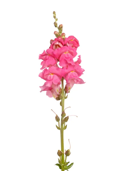 Ενιαίο στέλεχος ορχιδέας shapdragon ροζ λουλούδια που απομονώνονται σε λευκό — Φωτογραφία Αρχείου
