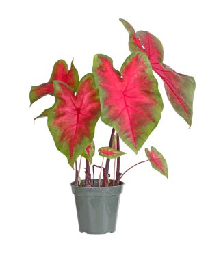 Small potted caladium plant ready for transplanting into a garde clipart