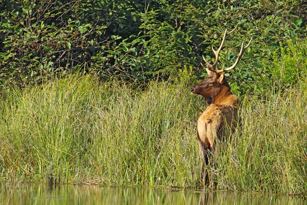 Mannelijke roosevelt elanden in prairie creek redwoods state park, califor — Stockfoto