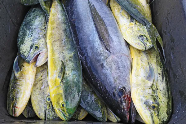 Catch cobia ve yunus balığı north Carolina — Stok fotoğraf