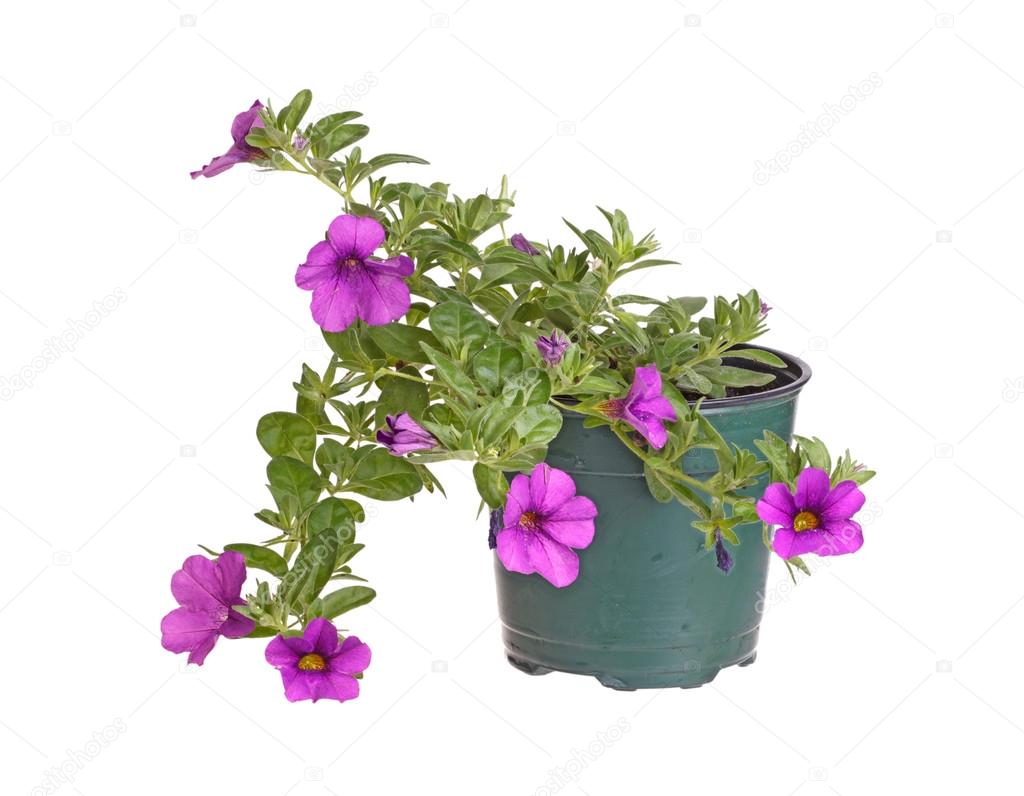 Potted seedling of a Calibrachoa isolated against white