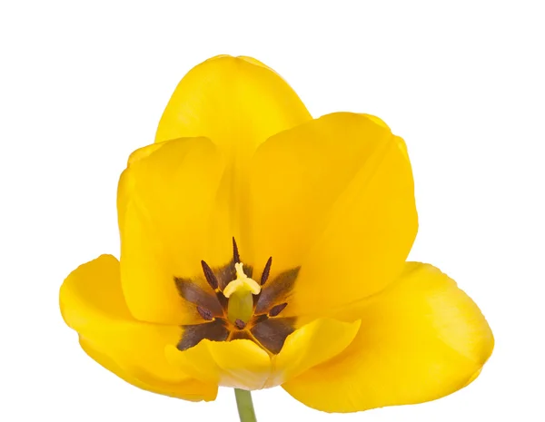 Fiore aperto di un tulipano giallo — Foto Stock