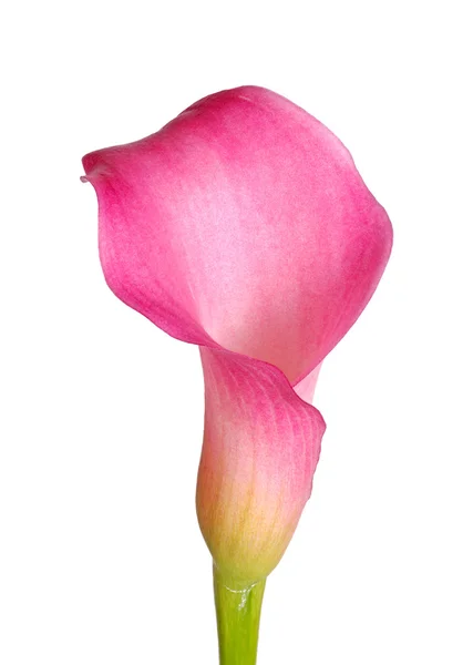 Flor única de um lírio calla rosa — Fotografia de Stock