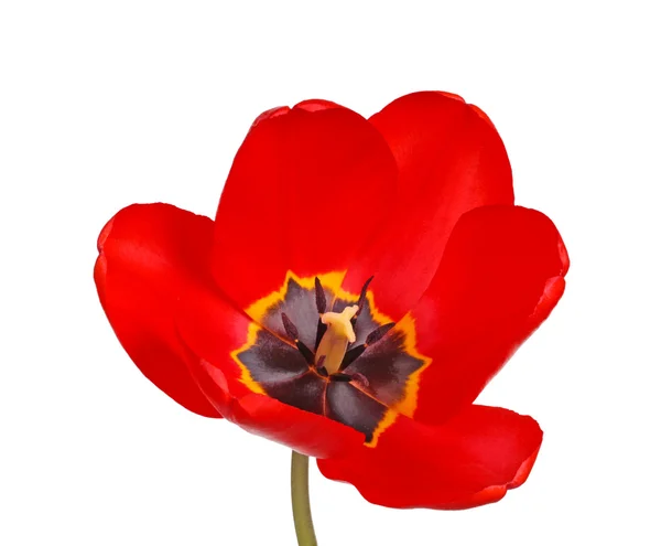 开红色和黑色的郁金香花 — 图库照片