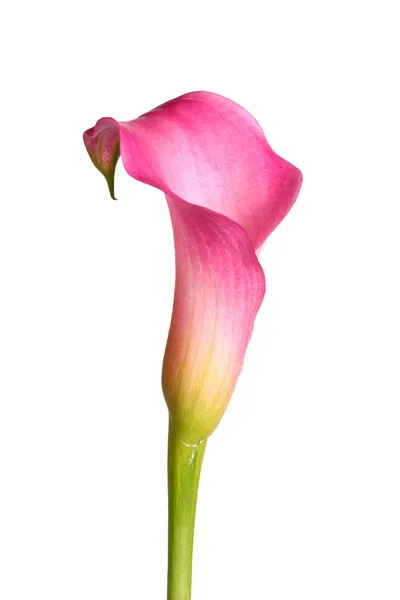 Flor de un lirio de cala rosa aislado en blanco — Foto de Stock