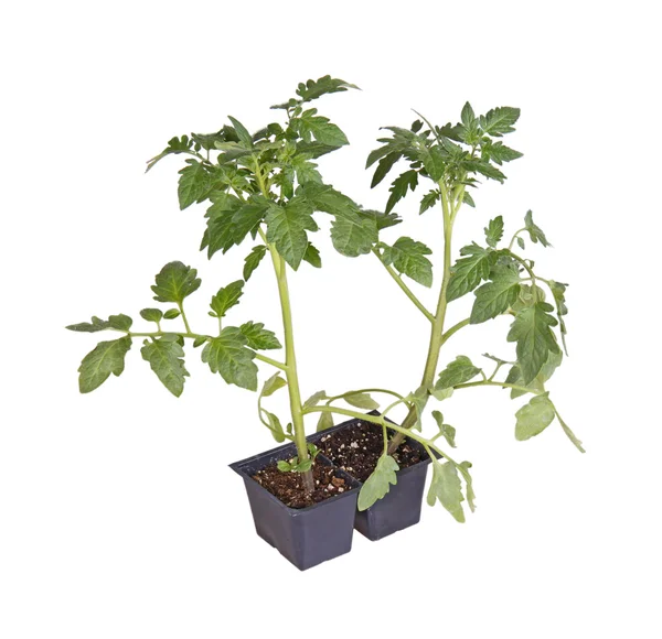 Tomato seedlings ready for transplanting — Stock Photo, Image