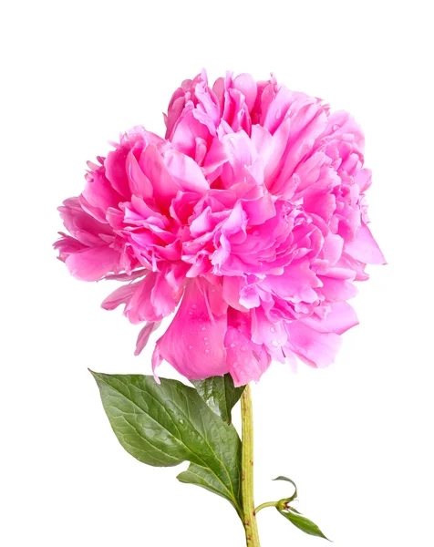 Pink peony flower, stem and leaf on white — Stock Photo, Image