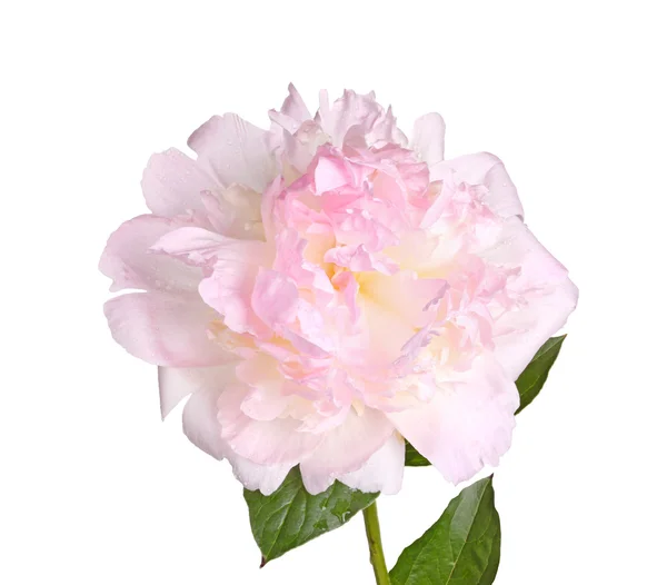 Pink and white peony flower, stem and leaf isolated — Stock Photo, Image