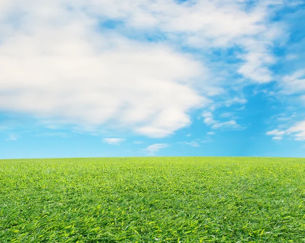 Beautiful landscape with fresh green meadow, cloud and blue sky — Stock Photo, Image