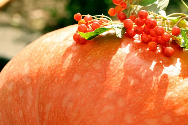 Red berries on an orange pumpkin — Stock Photo, Image