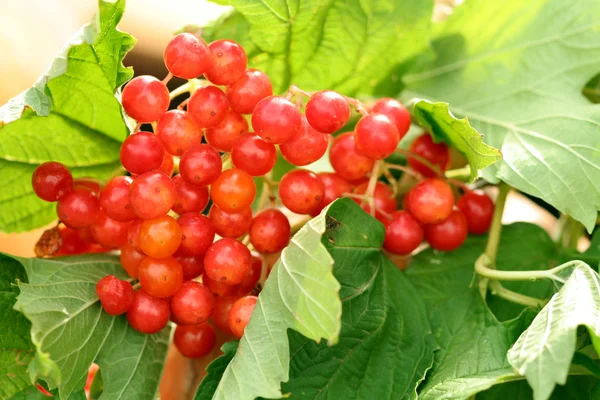 Kırmızı olgun meyveler — Stok fotoğraf