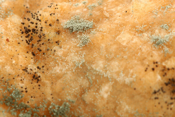 Mould growing on old bread