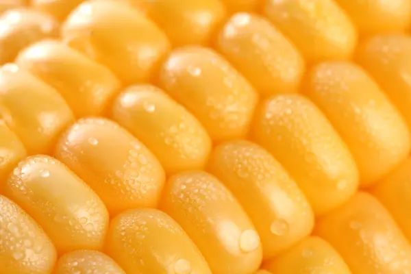 Fresh grains of corn and dewdrop — Stock Photo, Image