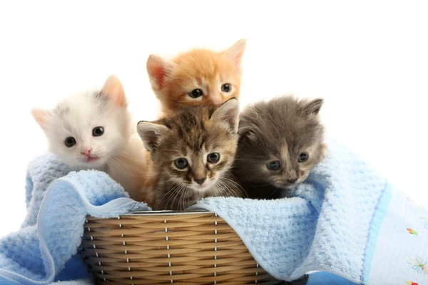Pequeños gatitos en cesta de paja — Foto de Stock