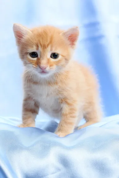 Small pretty kitten — Stock Photo, Image