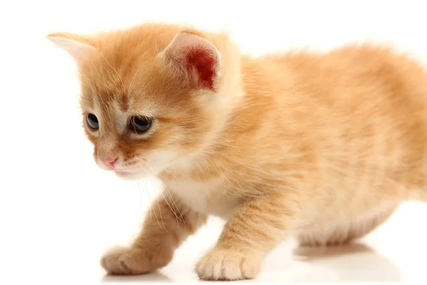 Small pretty kitten — Stock Photo, Image