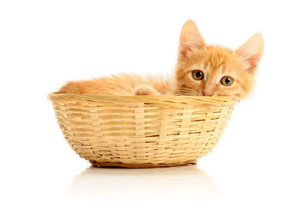 Pequeño gatito en cesta de paja — Foto de Stock